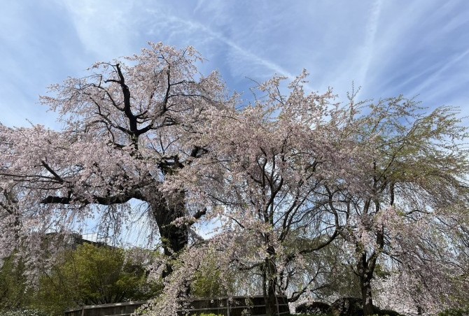 桜満開